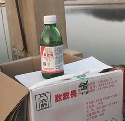 食品安全堪憂 養(yǎng)海參整箱放敵敵畏